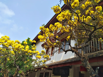 开满鲜花的景洪街道