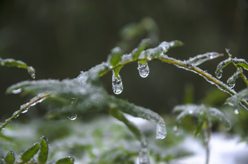 雪景