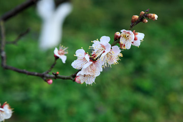 梅花