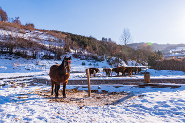 松岭雪村