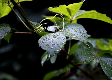雨后树叶水珠