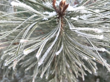 雪松针