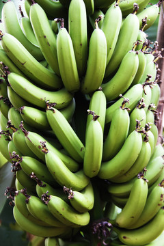 香蕉果穗