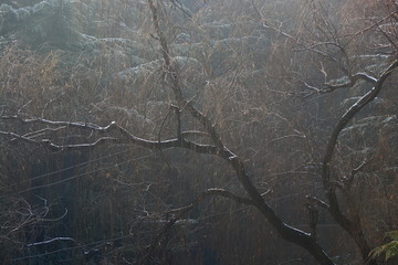 雪景