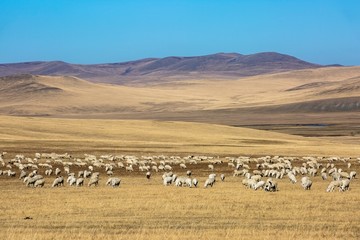 深秋草原放牧羊群