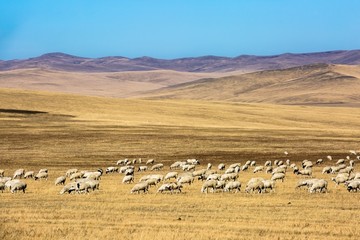 草原上大群吃草的羊群