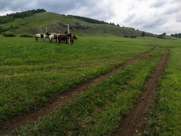 夏季草原马群道路