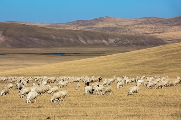 秋季丘陵草原羊群