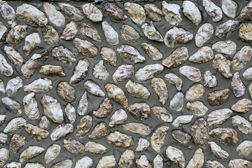 牡蛎壳墙面