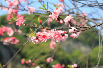 樱花