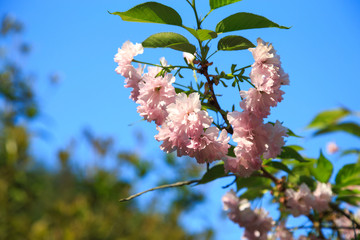 樱花