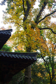 天童禅寺