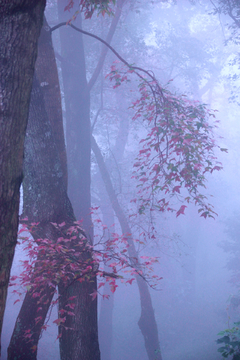 雾中红叶