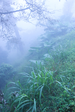 山中浓雾