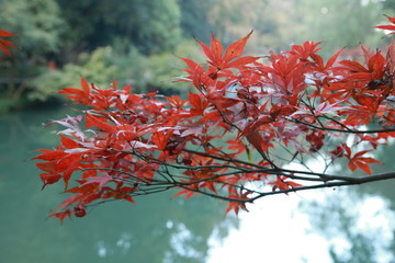 岳麓山枫叶