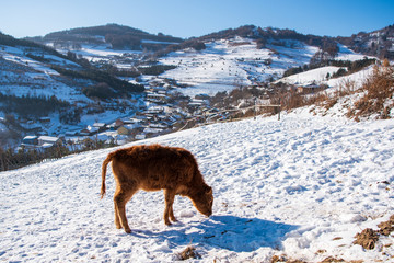 松岭雪村