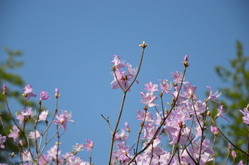 西溪湿地花卉