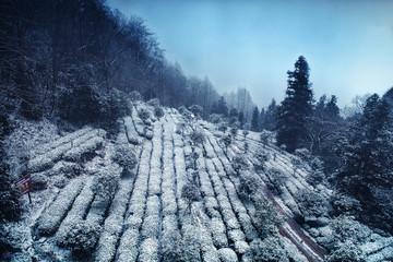 茶园雪景蒙顶甘露