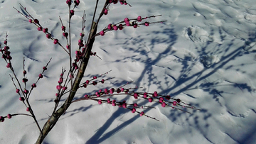 雪地迎春花