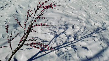 雪地迎春花