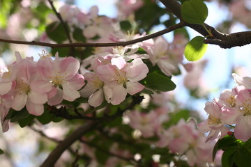 海棠花