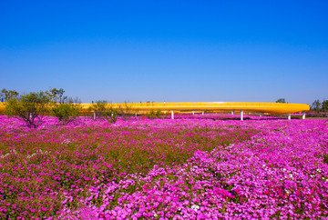 百亩花海