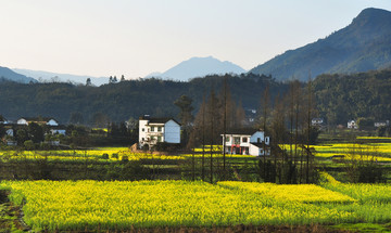 油菜田