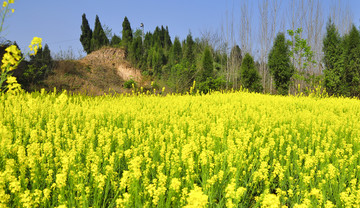 油菜花