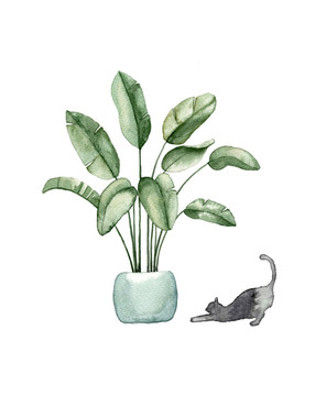 植物与猫