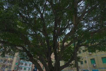 社区大榕树