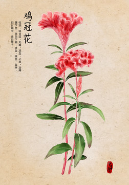 雞冠花