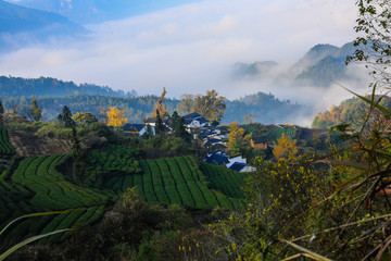 高山茶园古村