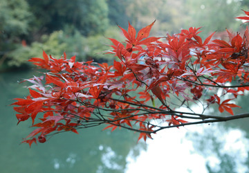 岳麓山枫叶