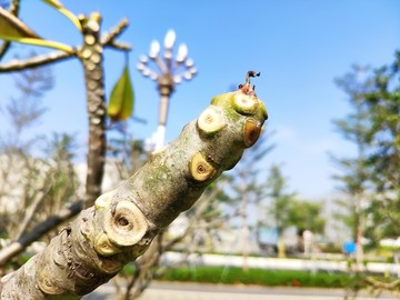 鸡蛋花树枝