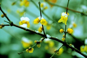 雪中梅花