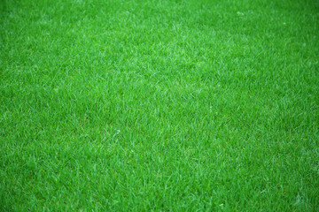 绿草坪背景素材