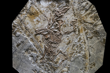 韩氏长嘴鸟化石