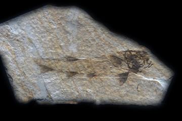 狼鳍鱼化石