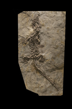 满洲鳄化石