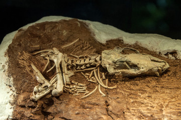 古蜥蜴的化石