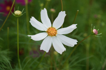 桑格花