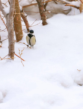 雪中觅食的麻雀