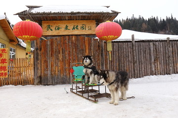 雪乡狗拉爬犁