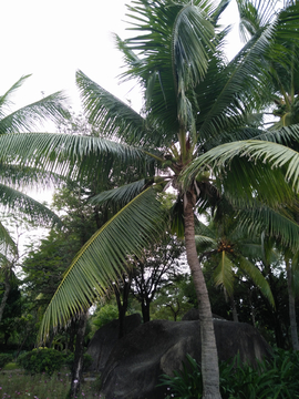 椰树