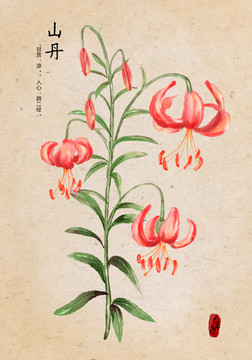 山丹
