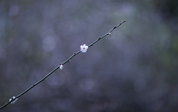 梅花香自苦寒来