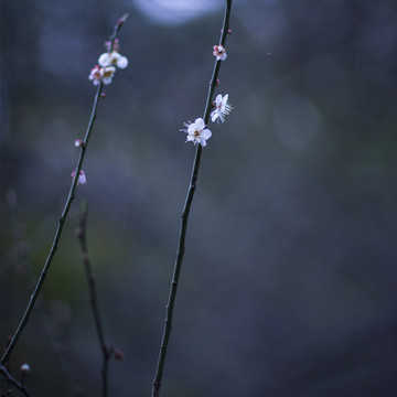 一朵梅花