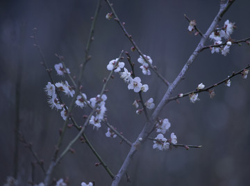 梅花