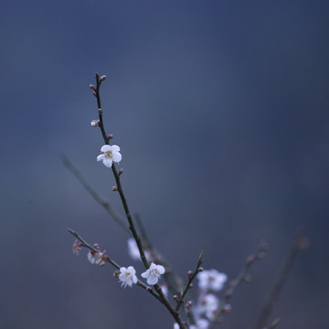 梅花