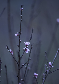 梅花